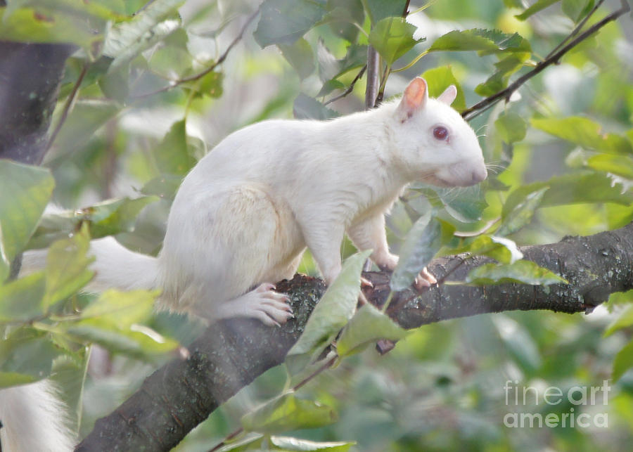 White Squirrel #1 Photograph by Robert E Alter Reflections of Infinity