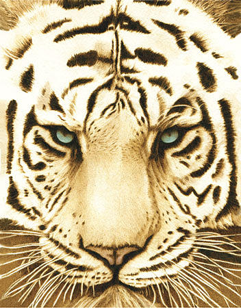 White Tiger Drawing by Cate McCauley