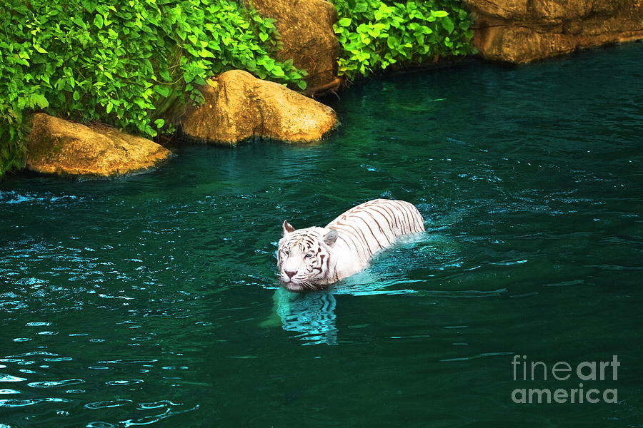 Animal Photograph - White tiger #1 by MotHaiBaPhoto Prints
