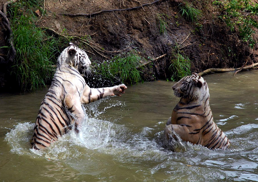 White Tigers Photograph by Johnson Moya - Fine Art America