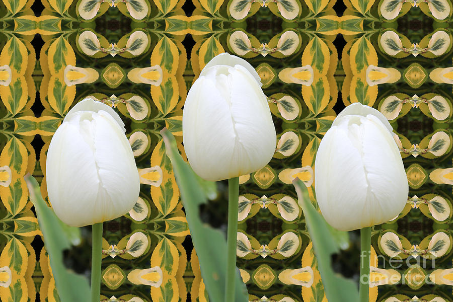 White Tulips #2 Digital Art by Donna L Munro