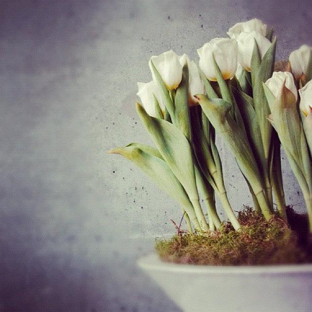 Tulip Photograph - White tulips in bowl - gray concrete wall #1 by Matthias Hauser