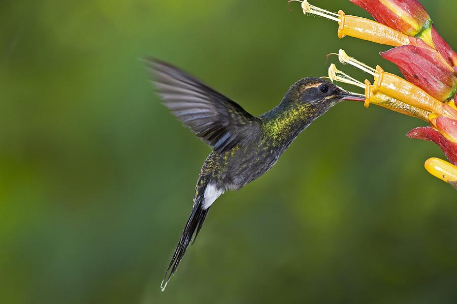 Feather Photograph - White-whiskered Hermit Hummingbird #1 by Tony Camacho
