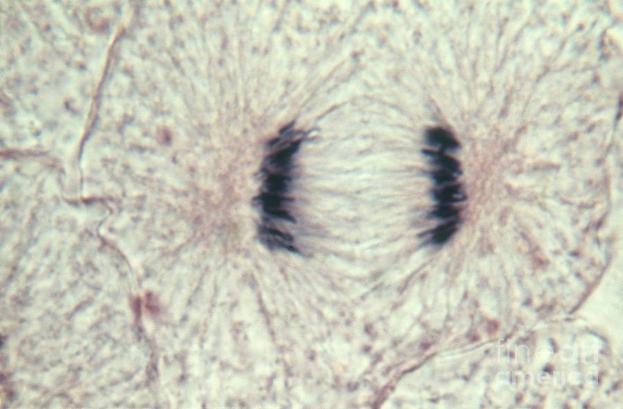 Whitefish Cells In Anaphase, Lm #1 Photograph by Science Source