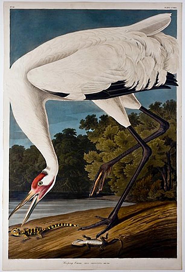 Whooping crane Painting by Audubon