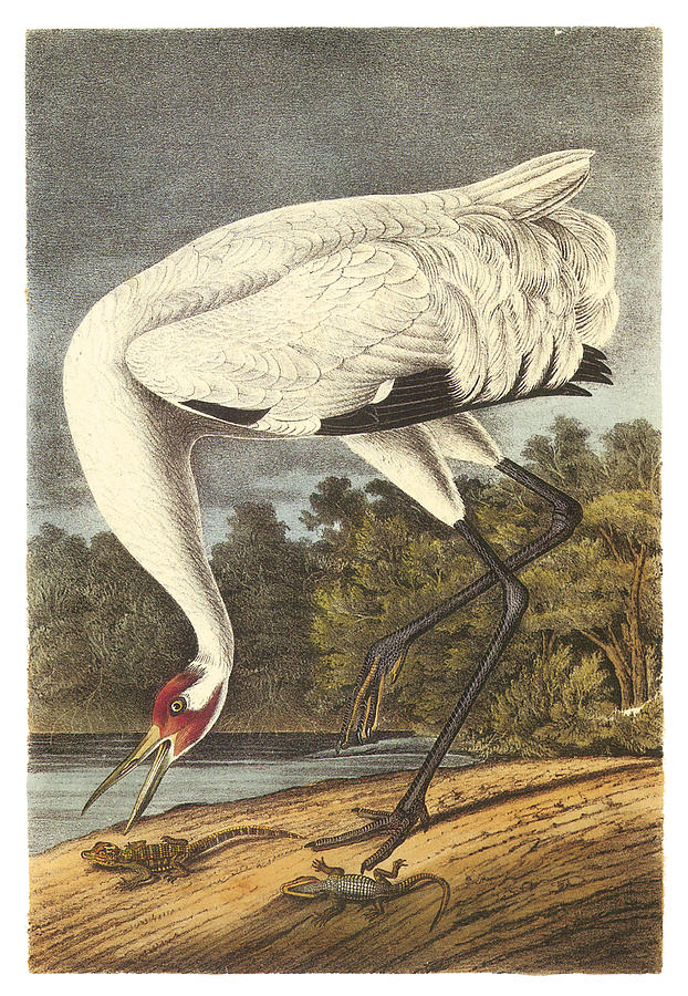 John James Audubon Painting - Whooping Crane #1 by John James Audubon