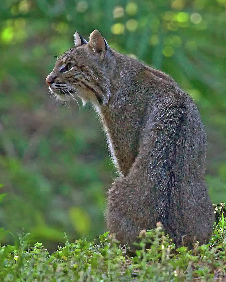 Nature Photograph - Wild Bobcat #1 by Larry Linton