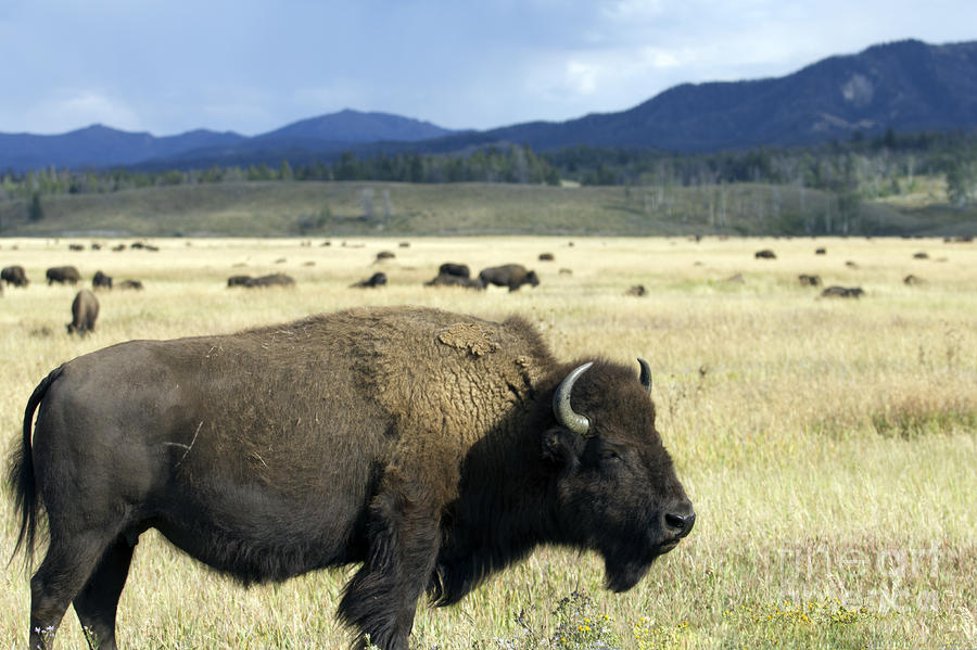 Wild Buffalo in Teton National Park #1 Photograph by Dustin K Ryan