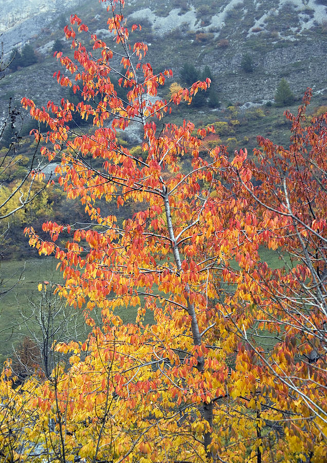 prunus avium tree