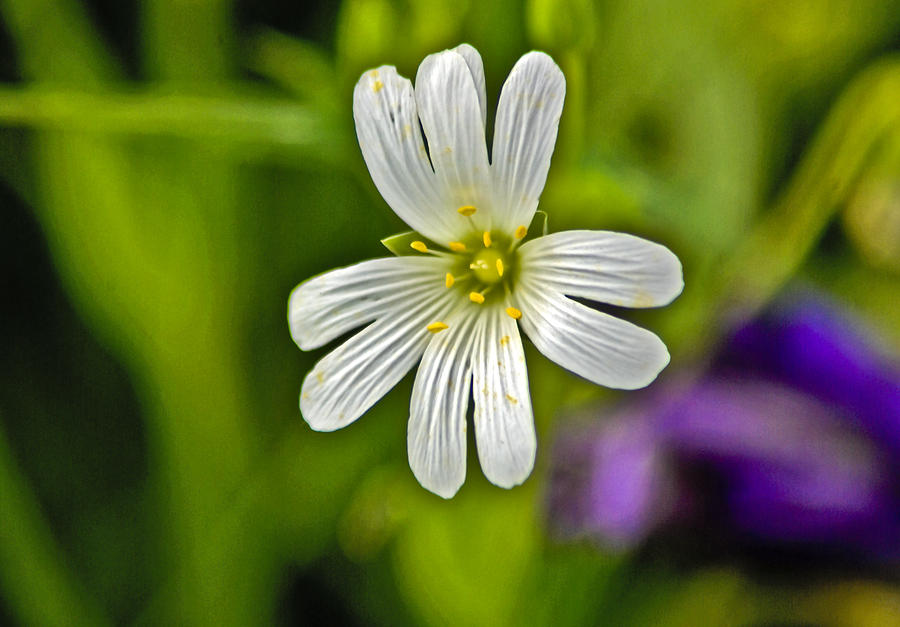 Wild Flowers - Stitchwort Photograph by Trevor Kersley - Fine Art America