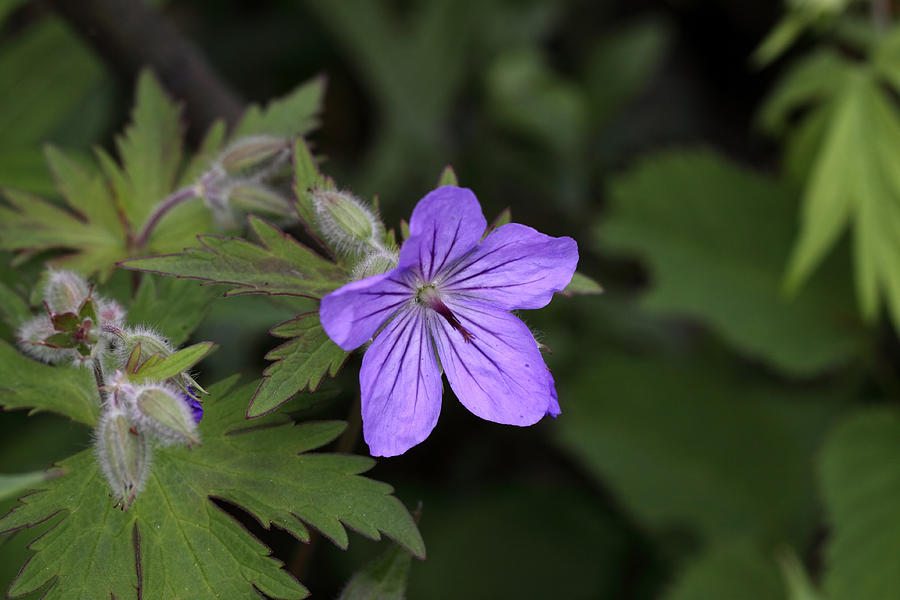 Wild Geranium Photograph by Doug Lloyd - Fine Art America