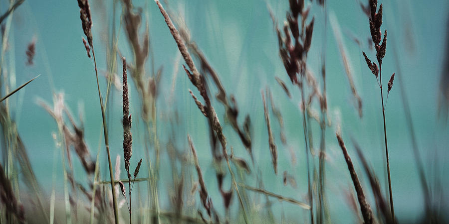 Nature Photograph - Wild Grasses #1 by Bonnie Bruno