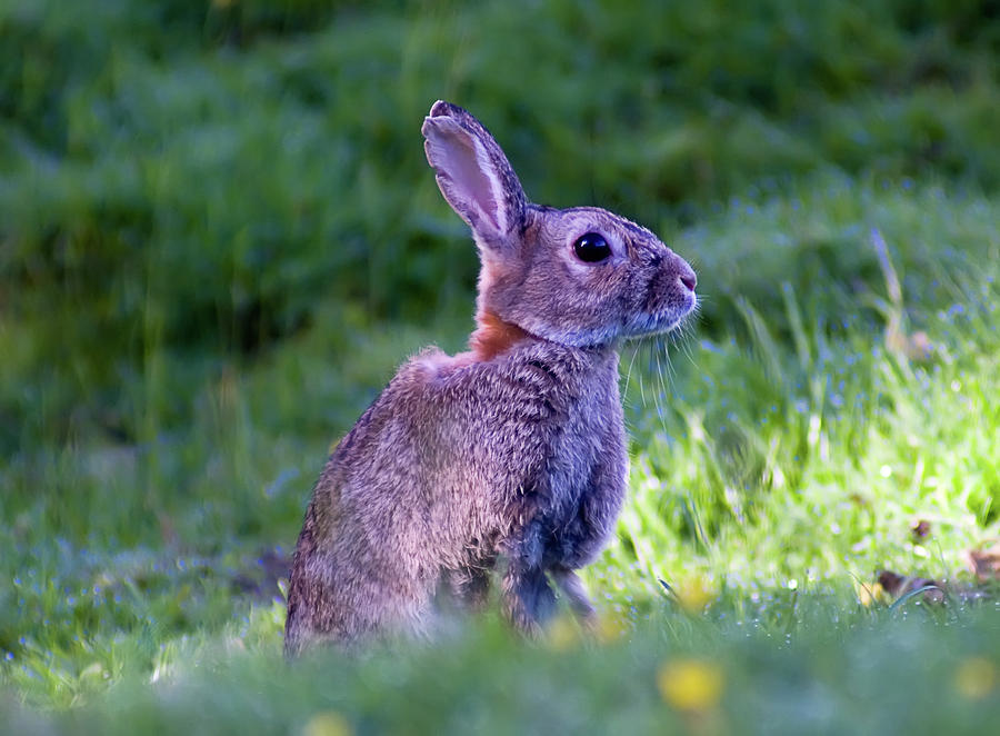 Wild Hare Photograph by Sam Smith Photography