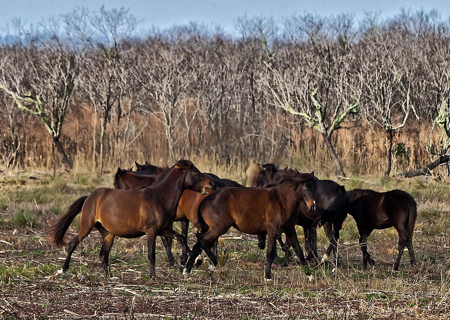 Wild Horses #1 Photograph by Farol Tomson