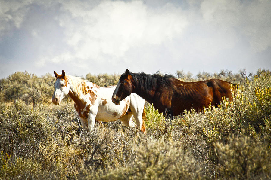 Wild Horses #3 Photograph by Steve McKinzie