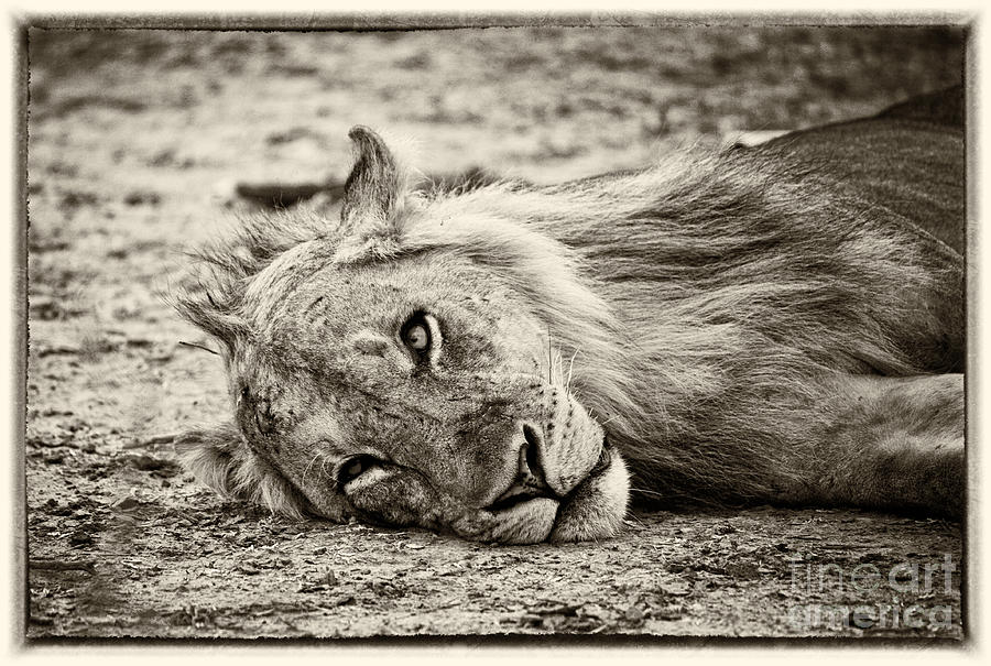 Wild Lion Portrait #1 Photograph by Gualtiero Boffi