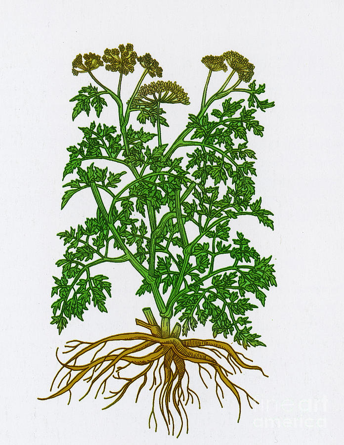 Botany Photograph - Wild Parsley #4 by Science Source