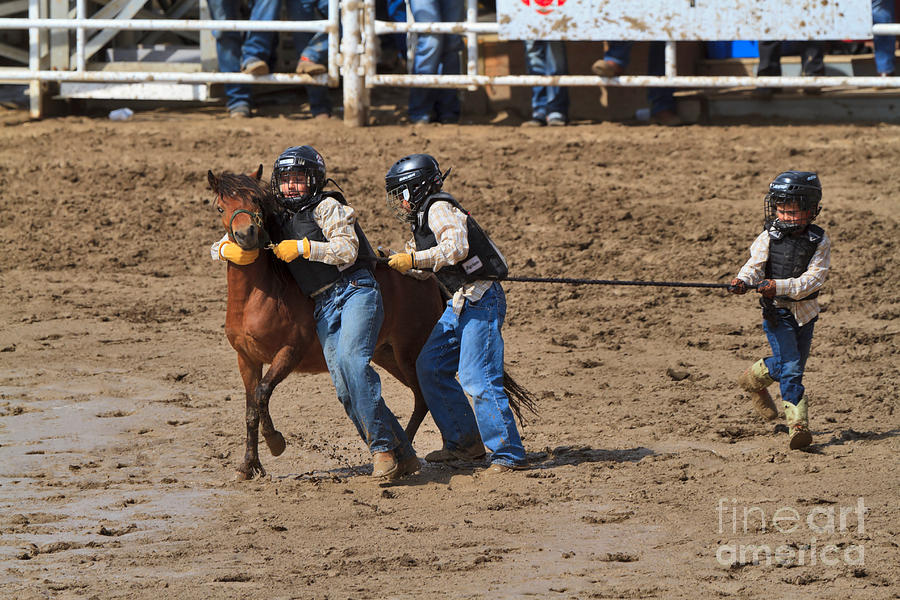 Wild pony race at the Calgary Stampede #2 Photograph by Louise Heusinkveld