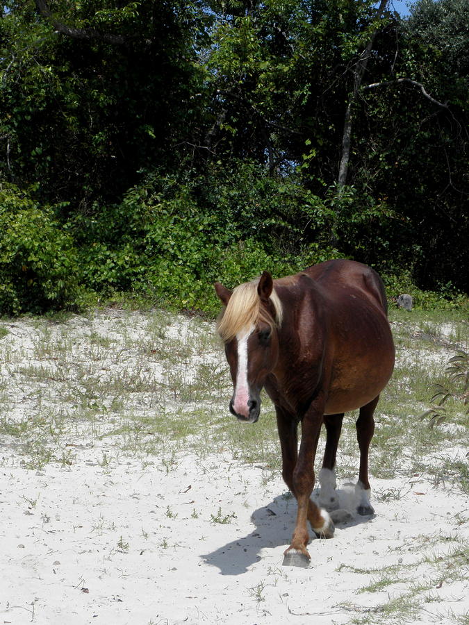 Wild Spanish Mustang Stallion Photograph by Kim Galluzzo Wozniak - Fine ...