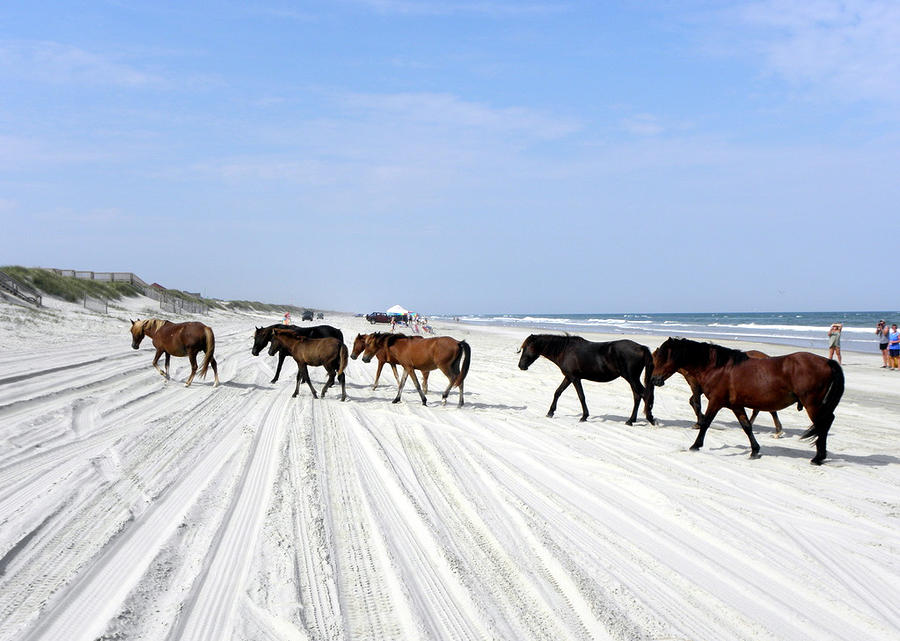 Wild Spanish Mustangs of the Outer Banks NC #1 Photograph by Kim Galluzzo