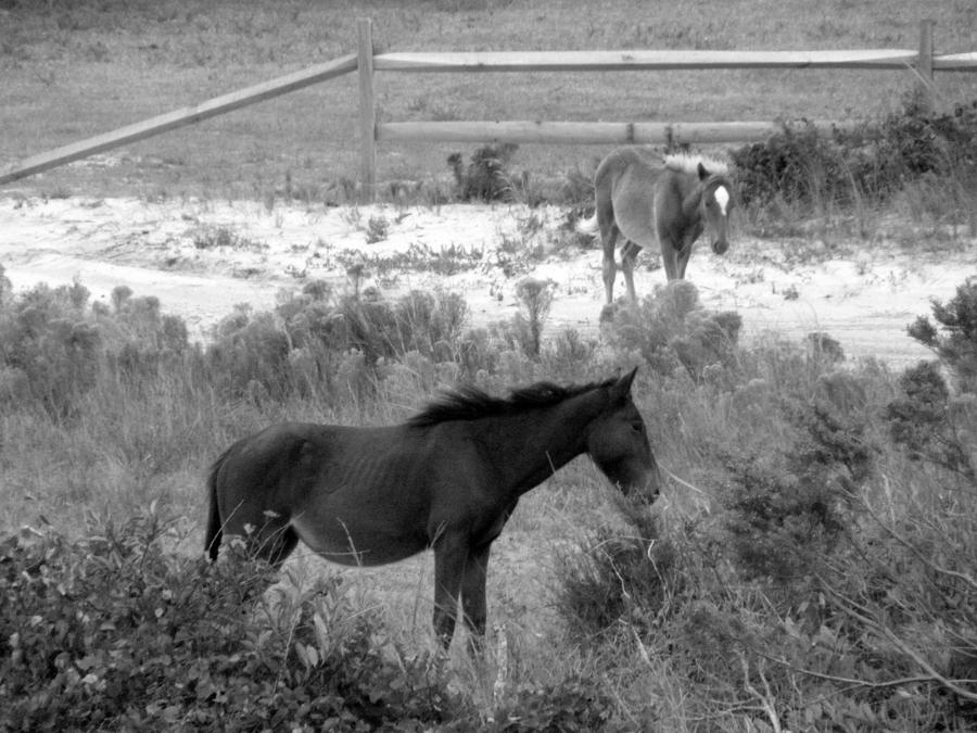 Wild Spanish Mustangs of the Outer Banks of North Carolina #1 Photograph by Kim Galluzzo