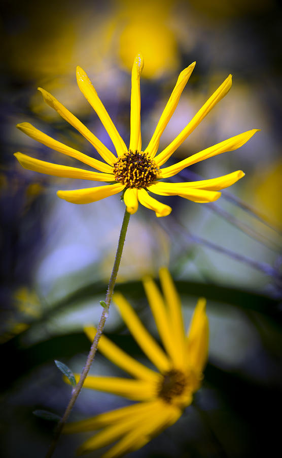 Flower Photograph - Wild Swamp Daisy #1 by Carolyn Marshall