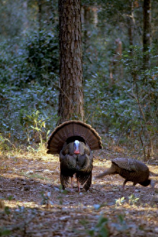 Wild turkey strutting #1 Photograph by David Campione