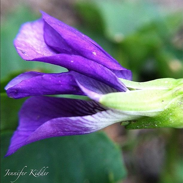Wild Violet #1 Photograph by Jennifer K