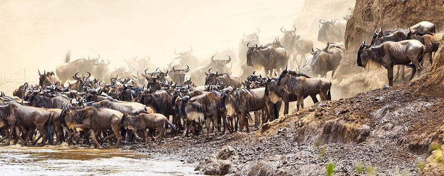 Wildebeest before the Crossing #2 Photograph by Perla Copernik