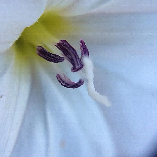 Wildflower For The #macro_power_hour #1 Photograph by Rebekah Moody