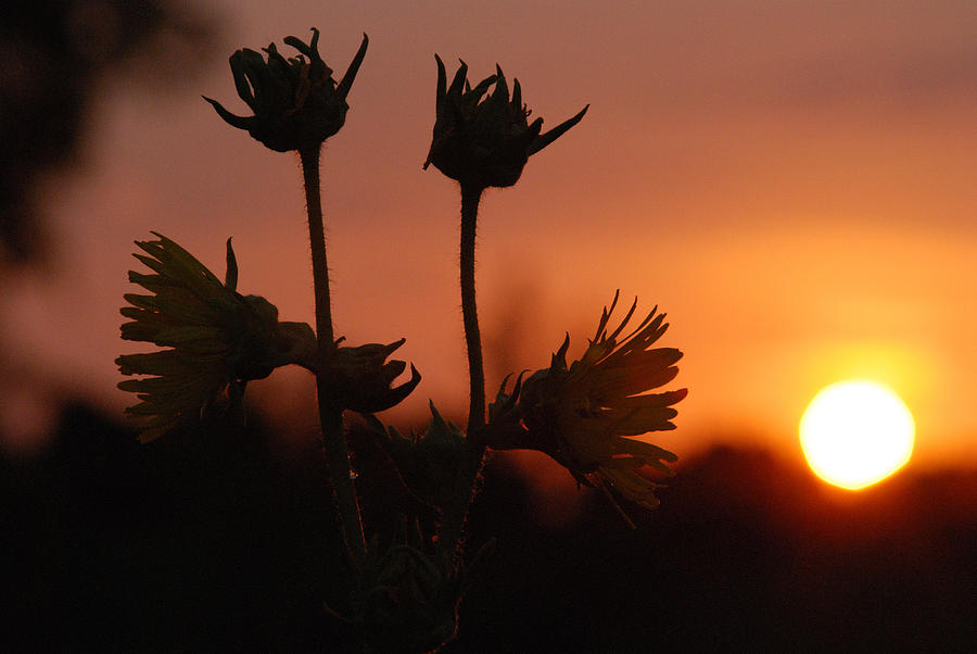 Wildflowers Against A Golden Sunset #1 Photograph by Janice Adomeit