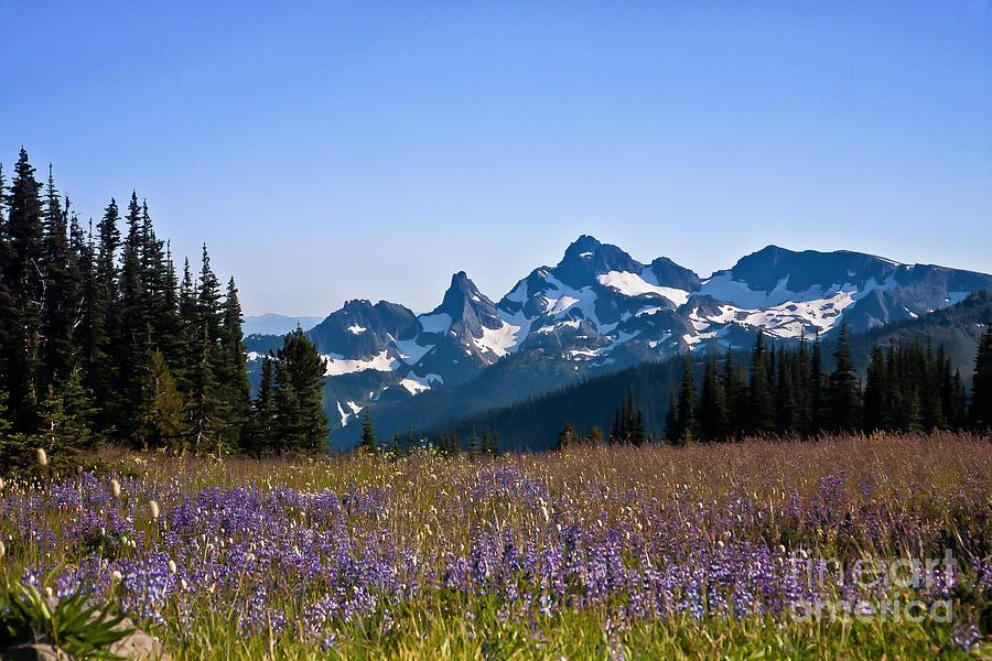 Wildflowers in the Cascades Photograph by Ronald Lutz