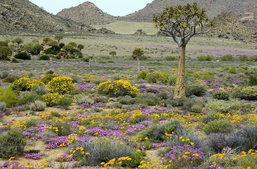 Wildflowers In The Namaqualand Desert Photograph by Bob Gibbons | Fine ...