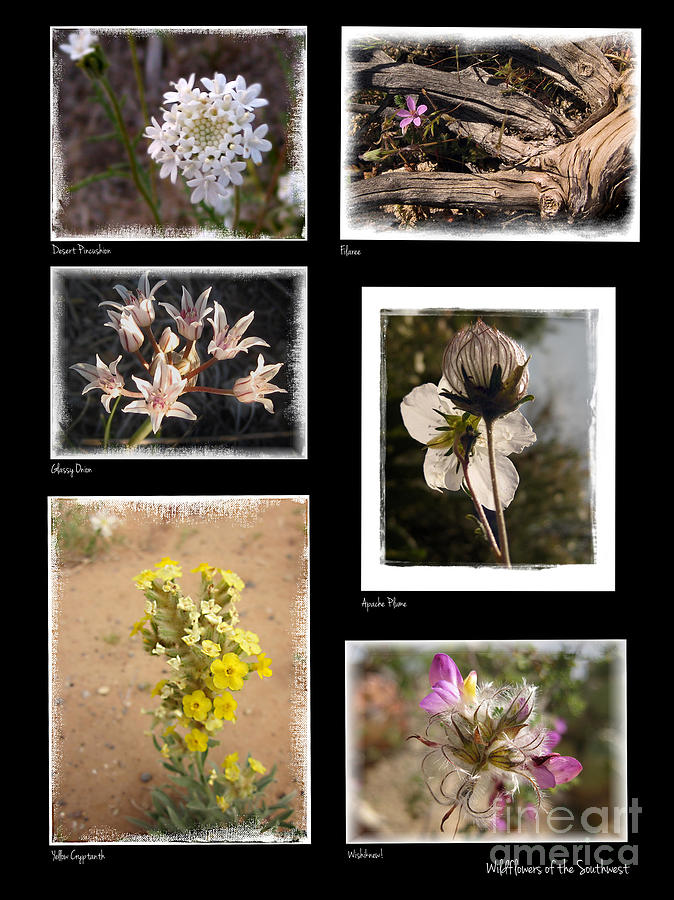 Nature Photograph - Wildflowers of the Southwest #1 by Judee Stalmack