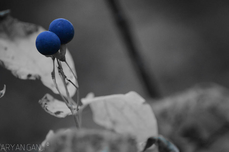 Winter Blossom Photograph by Aryan Ganji Winter Blossom Photograph by Aryan Ganji