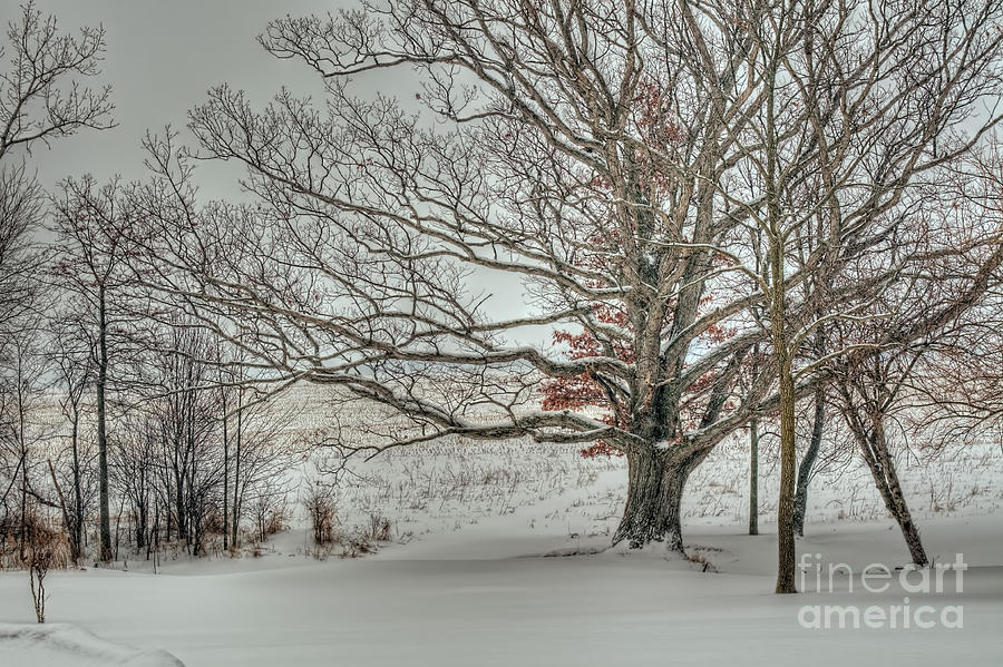 Winter Dusting #1 Photograph by Pamela Baker