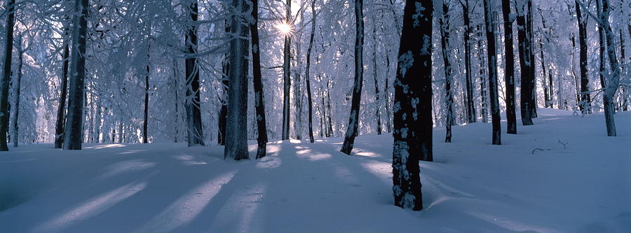 Winter forest Photograph by Ulrich Kunst And Bettina Scheidulin
