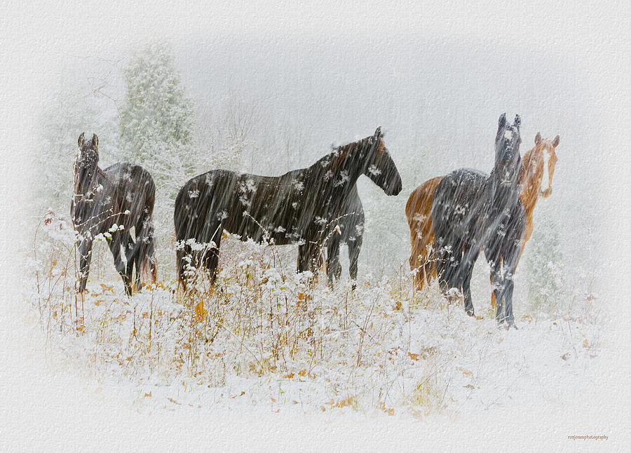 Winter Photograph - Winter Horses #1 by Ron Jones