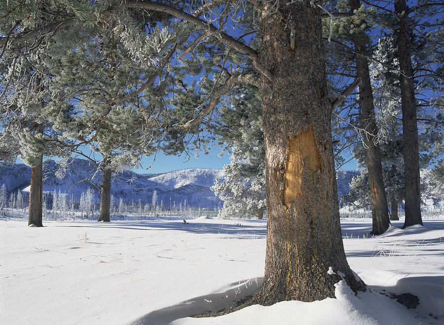 Winter In Yellowstone National Park #1 Photograph by Tim Fitzharris