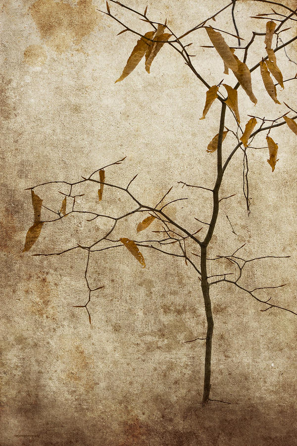 Winter Photograph - Winter Leaves #1 by Ron Jones