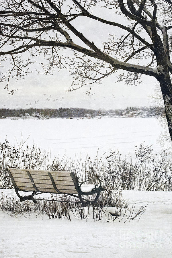 Winter scene with with bench and tree #1 Photograph by Sandra Cunningham
