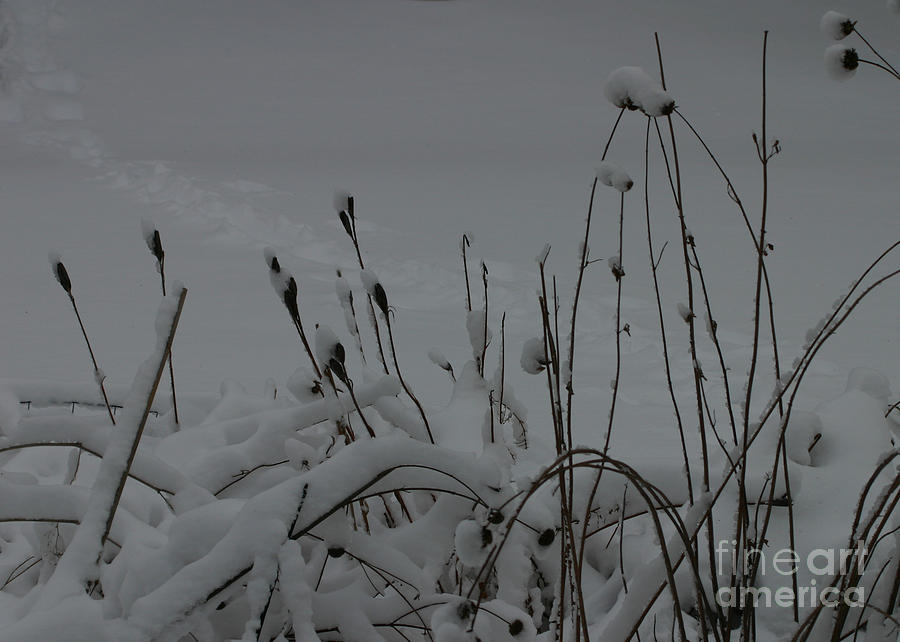 Winter Stillness #1 Photograph by Robert E Alter Reflections of Infinity