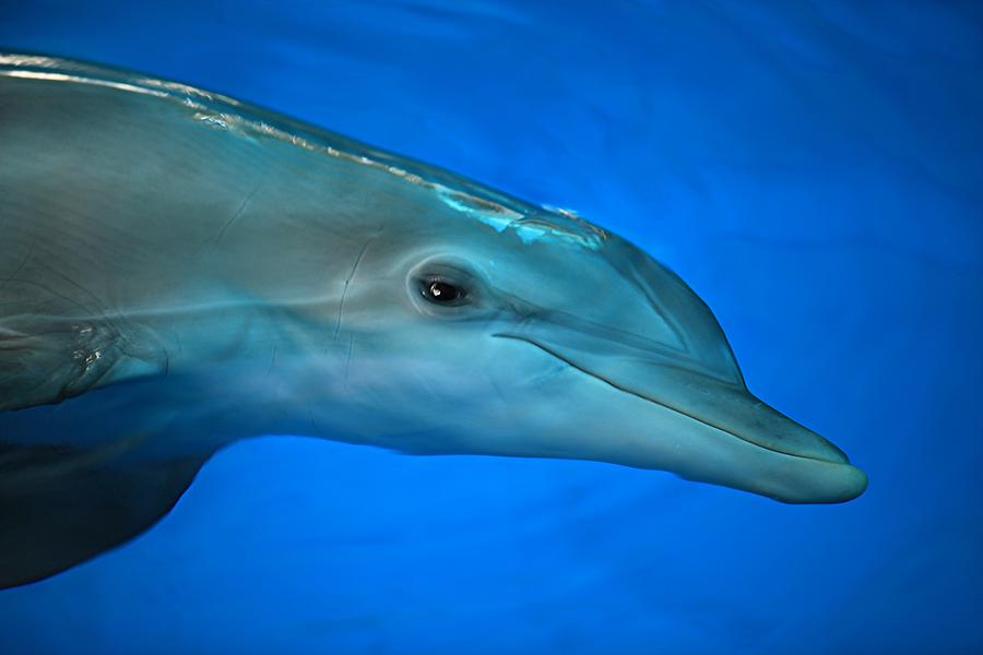 Winter the Dolphin #1 Photograph by Doug McPherson