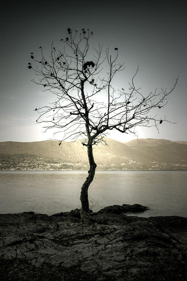 Winter Tree #1 Photograph by Joana Kruse