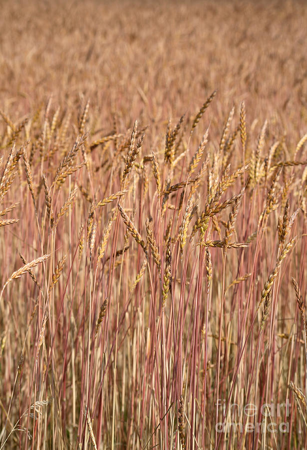 Winter Wheat #1 Photograph by Ted Kinsman