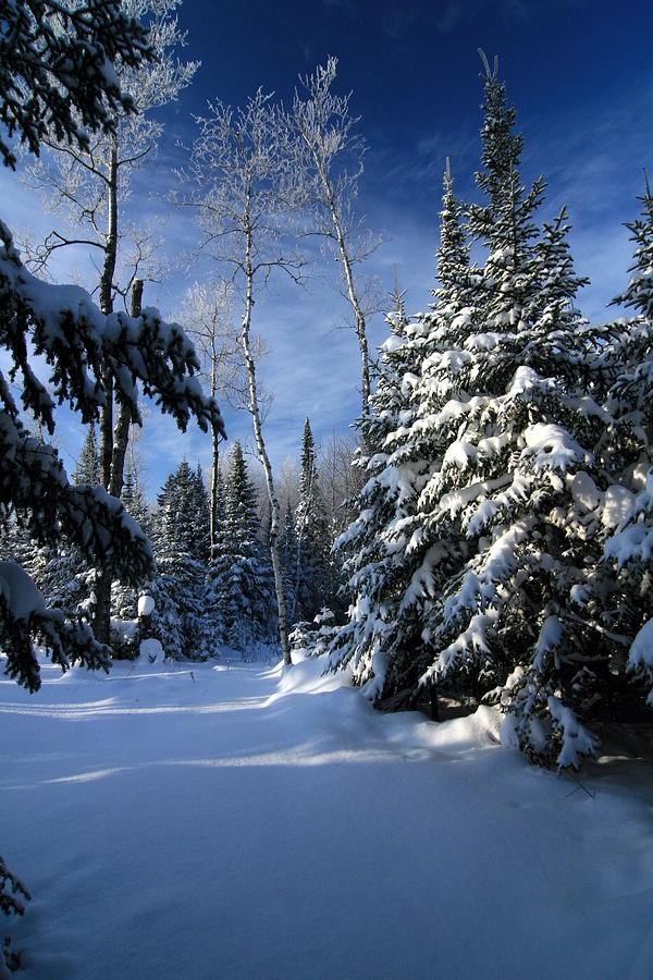 Winter Wonderland #1 Photograph by Rick Rauzi