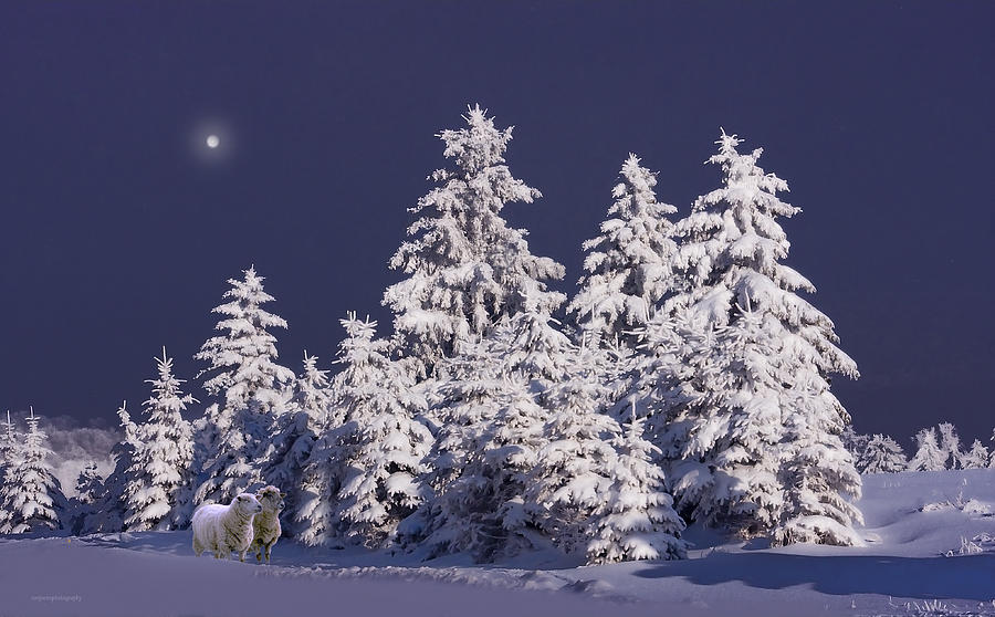 Winter Photograph - Winters Eve by Ron Jones
