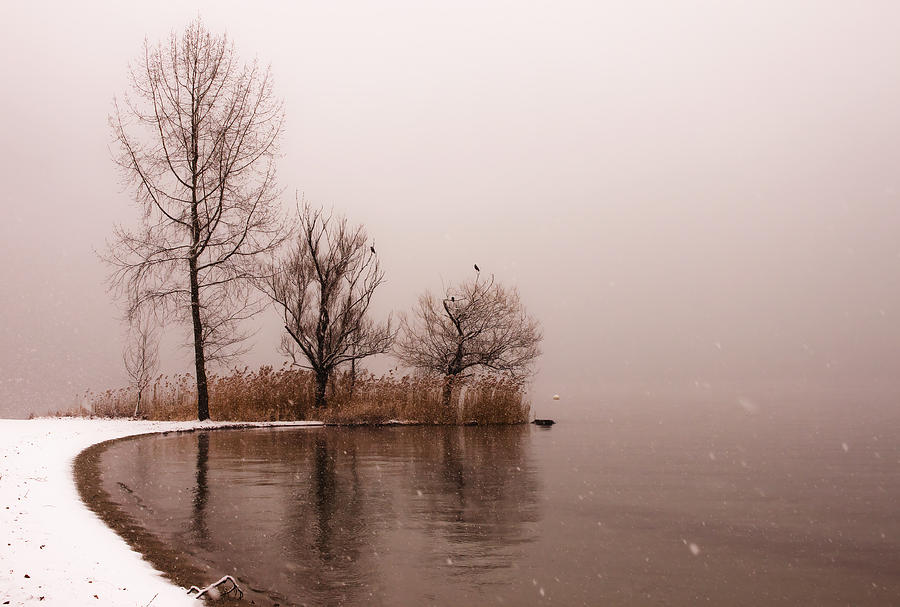 Winter Photograph - Wintertrees #1 by Joana Kruse