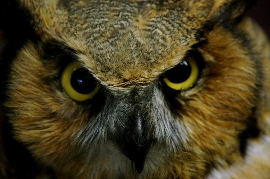 Wise Old Owl Photograph by LeeAnn McLaneGoetz ...