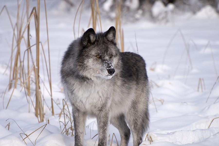 Animal Photograph - Wolf In The Snow #1 by Philippe Widling